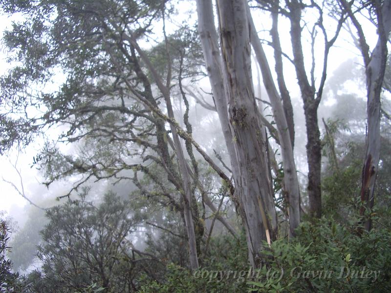 Fog, Point Lookout IMGP8768.JPG